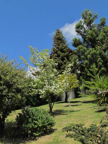 Descripción: D:\flores x genero\Ornamentales varias\Ornamentales\Angio-Dic-A-c\cornus\Cornus florida cf (5).JPG